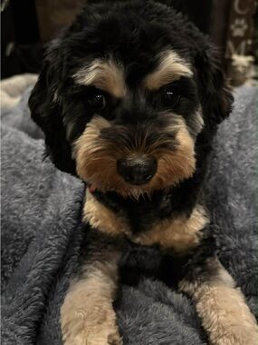 Meet your Posher, River’s Mama🐾❤️